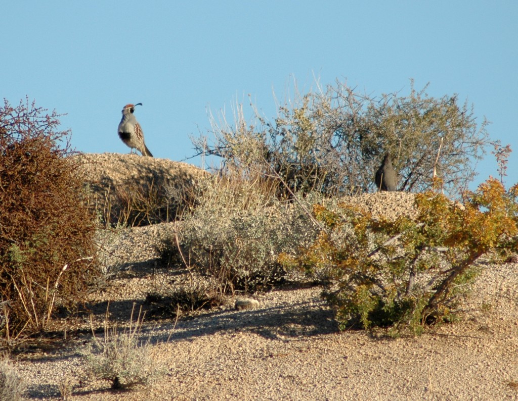 gambel's quail, Mojave Desert wildlife