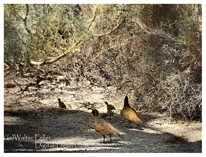 Quail in the Mojave Desert