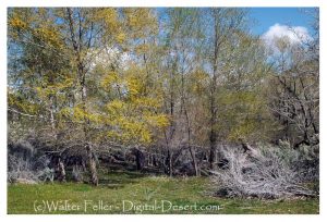 Horse Thief Springs - Kingston Range