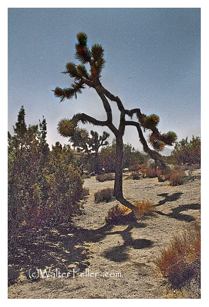 Mojave Desert - Junipers and Joshua tree during full moon.-[