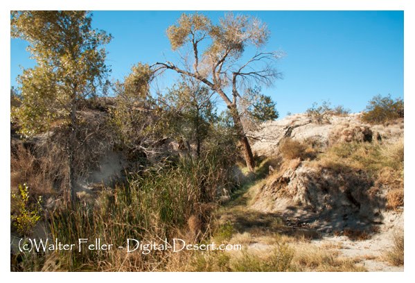 Photo of original Old Woman Spring in Johnson Valley, CA