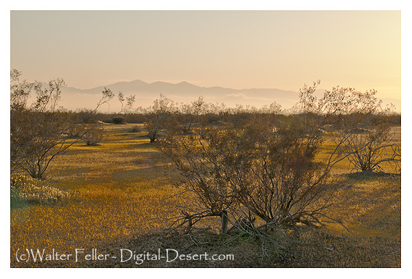Photo of cresote bushes at sunset in early spring in the Mojave Desert