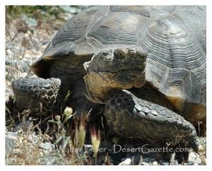 A very old desert tortoise