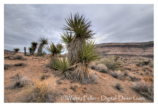 Mojave yucca