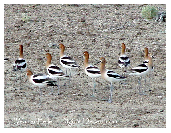 American avocet