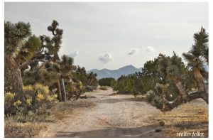 Photo of a possible trace of the Old Spanish Trail/Mormon Road near Hesperia