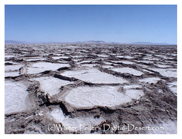 Bristol Lake - Amboy, CA.