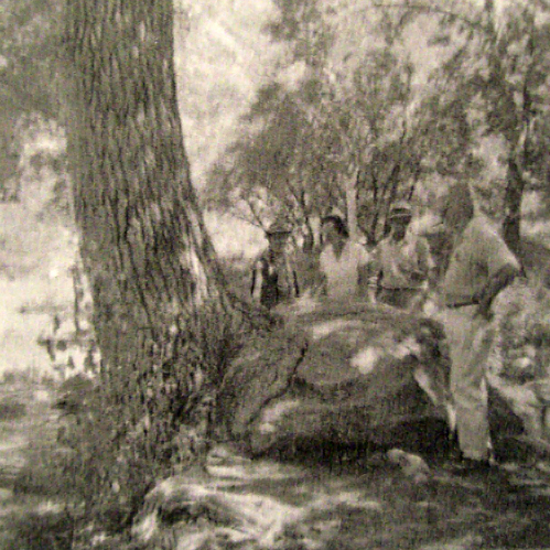 The tree that grew into a rock. Cedar Springs - 1964