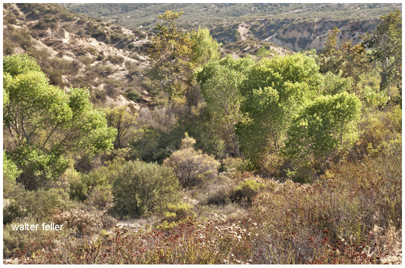 Crowder (Coyote) Canyon in the Cajon Pass north of San Bernardino