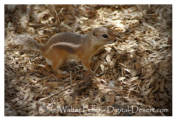 white-tailed antelope squirrel