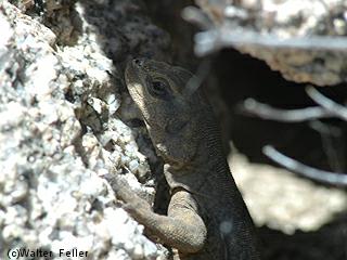 chuckwalla lizard