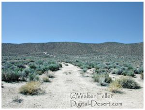 Main Street - Skidoo ghost town site