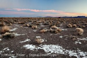 Amargosa Desert