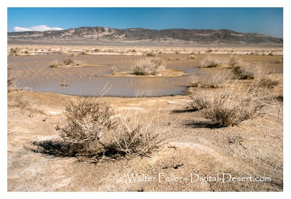 desert waterhole