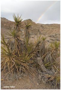 Owl Canyon, Mojave Desert, Barstow, Ca.