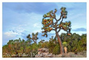 Wild area in Hesperia