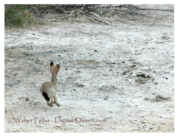 jackrabbit, desert wildlife