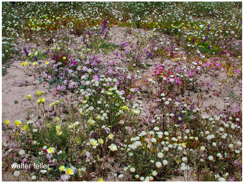 Wildflowers of the Mojave - pincushions, verbena, desert dandelions 
