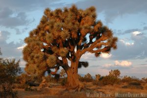 Joshua tree in Baldy Mesa/Phelan area.