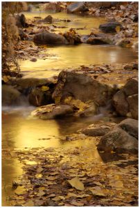 A small, golden creek runs through the valley