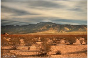 Creosote, desert scene, Lucerne Valley