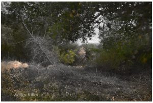 Mojave River
