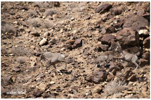 Bighorn Sheep, wildlife