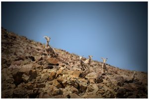wildlife, bighorn sheep