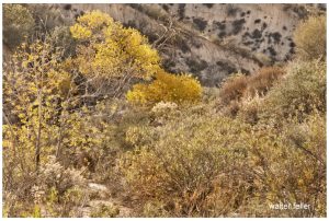 Crowder Canyon, Cajon Pass, tollroad, upper narrows