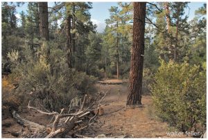 Woodland scene San Bernardino National Forest