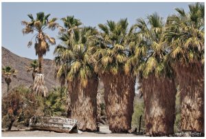 Desert Studies Center, Lake Tuendae, Zzyzx, Soda Springs