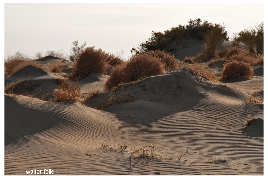 Mojave River sand dunes