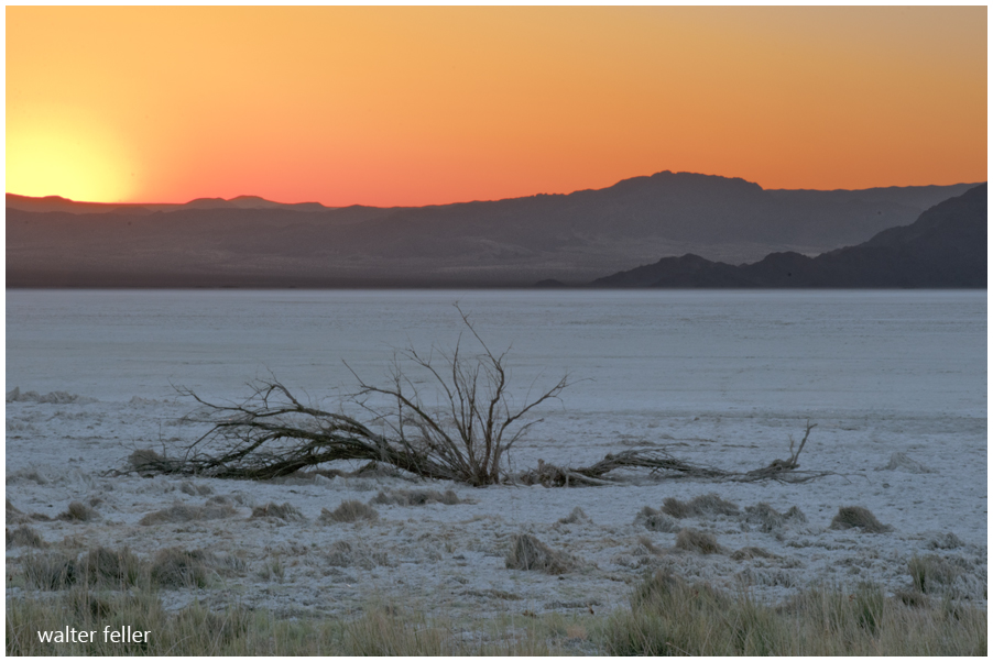 Soda Lake, mesquite, salt, dry lake, Mojave Preserve