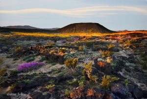 Amboy Crater in the springtime - 732-amboy-crater-r7446-v4cv5s