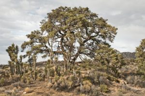 732-pinon-joshua-tree-coxey-van-dusen-rDSC_8100-v5v6s