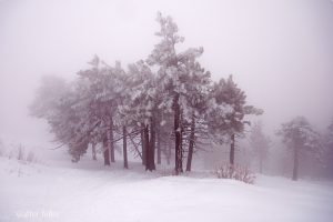 732-winterkind-r1073-v2s