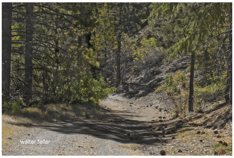 Forest road in San Gabriel National Monument